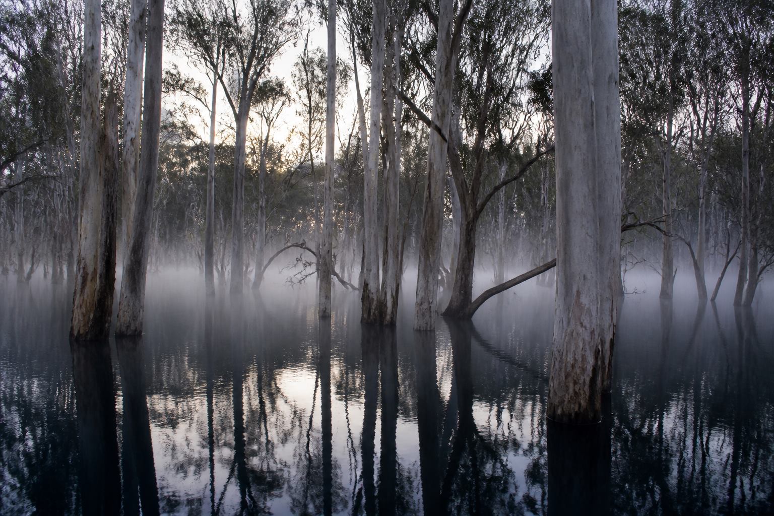 Mirrorwood Floodplain